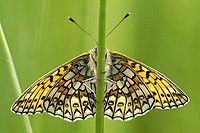 Boloria.eunomia.2.jpg