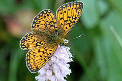Boloria.eunomia.1.jpg