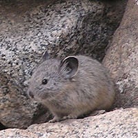 American pika (Ochotona princeps) in Sequoia National Park