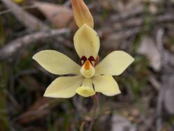 Thelymitra antennifera.JPG