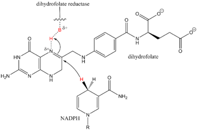 example of synergistic catalysis in biology