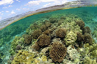 Coral reefs1 h.jpg