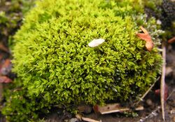 Encalypta vulgaris 2005.09.12 11.47.17-p9120009.jpg