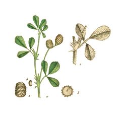 Medicago turbinata—La flore et la pomone françaises.jpg