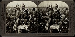 A black family works a cotton plantation. A young boy stands in front of the camera. The photo is in black and white.