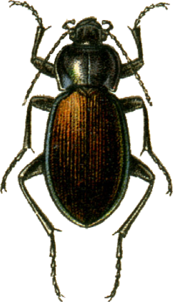 Carabus regalis Jacobson.png