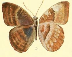 Pl.02-05-Euriphene butleri (Aurivillius, 1904) (Diestogyna).JPG