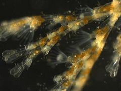 Closeup of a hydrozoan colony