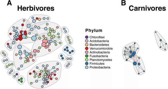 Co-occurrence networks show difference in gut microbiota between herbivorous and carnivorous cichlids Nodes coloured according to phylum. The herbivore network has higher complexity (156 nodes and 339 edges) compared to the carnivore network (21 nodes and 70 edges).[83]