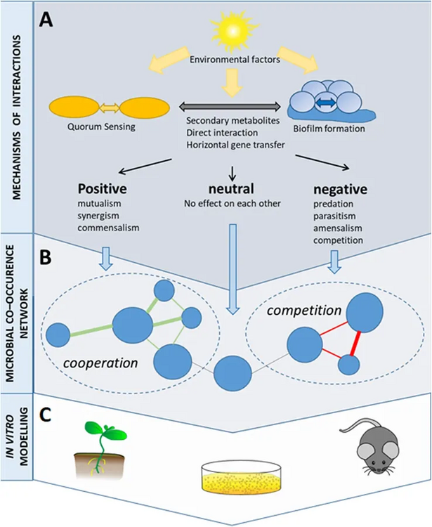 Co-occurrence networks help visualising microbial interactions Nodes usually represent taxa of microorganisms, and edges represent statistically significant associations between nodes.[2] ––––––––––––––––––––––––––– Testing of the hypotheses resulted from the network analyses is required for a comprehensive study of microbial interactions.[2]