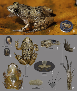 Holotype of Nyctibatrachus pulivijayani.png