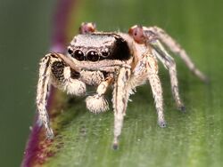 Kaldari Habronattus mexicanus 02.jpg