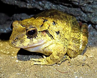 Description de l'image Craugastor inachus imported from iNaturalist photo 11827734 on 18 February 2024.jpg.