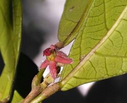 Garcia parviflora.jpg