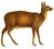 Moschus chrysogaster white background.jpg
