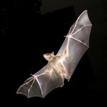 Bat in flight