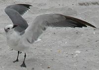 A laughing gull, exhibiting the "gull wing" outline.