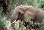 AfricanElephant.jpg