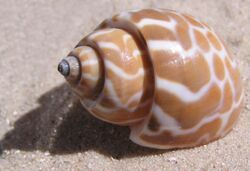 Babylonia spirata shell.jpg