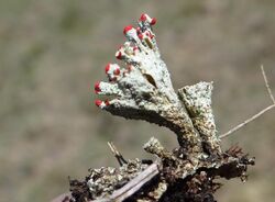 Cladonia pleurota T82 (3).JPG