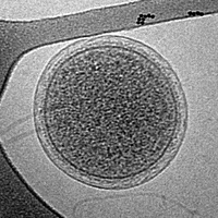 Cryogenic transmission electron microscopy (cryoTEM) image of an intact ARMAN cell from an Iron Mountain biofilm. Image width is 576 nm.