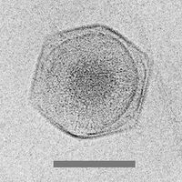 Cryo-EM image of the CroV giant marine virus (scale bar represents 200 nm)[59]