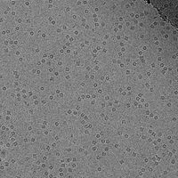 Cryo-TEM image of GroEL suspended in amorphous ice at 50000× magnification