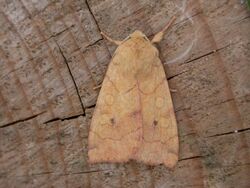 Enargia paleacea.jpg