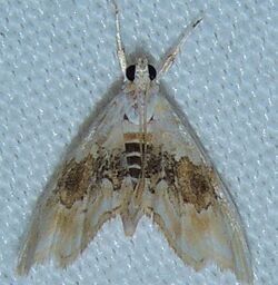 Lipocosma sicalis (16033542836).jpg