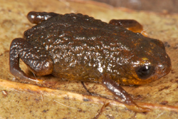 Brachycephalus olivaceus.png