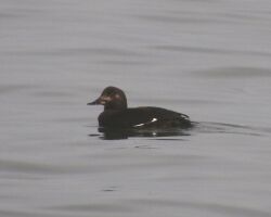 Velvet Scoter, female, Musselburgh.jpg