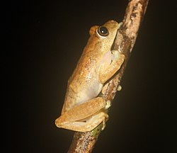 Hyperolius zonatus 111177.jpg