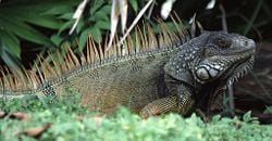 A green iguana (Iguana iguana)