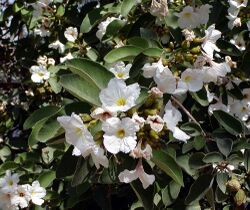 Cordia boisseri flowers.jpg