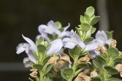 Eremophila behriana.jpg