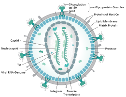 Diagram of the HIV virion