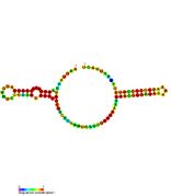 sraA: Secondary structure taken from the Rfam database. Family RF02029