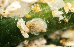 Aulacaspis yasumatsui 5194053.jpg