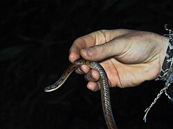 Human holding Erythrolamprus taeniurus