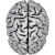 Rw brain vector working.svg