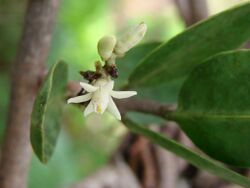 Passovia is a genus of flowering plants belonging to the family Loranthaceae.