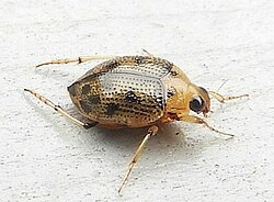 Peltodytes sexmaculatus.jpg