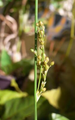 Juncus Chatswood West.JPG
