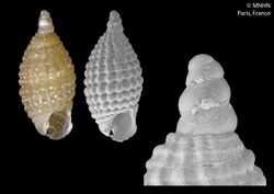 Joculator priorai (MNHN-IM-2014-6586).jpeg