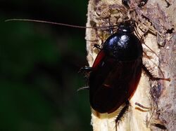 Periplaneta japanna.jpg