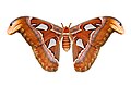 Attacus atlas qtl1 whitened background.jpg