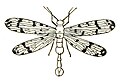 Mecoptera icon.jpg