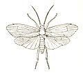 Trichoptera Anabolia icon.jpg