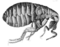 Micrographia Scheme 34.png