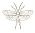 Trichoptera Anabolia icon.jpg